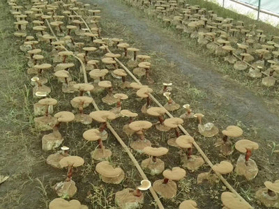 破壁灵芝孢子粉排名辨析 是消费参考，还是营销游戏？